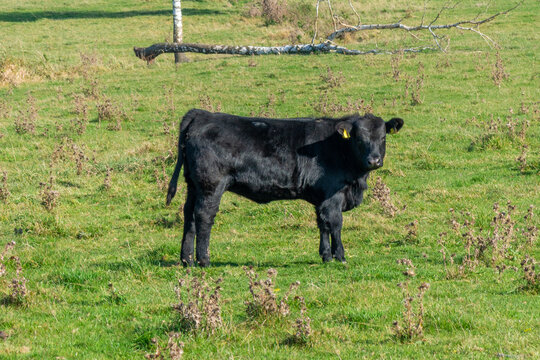 Close-up of black Aberdeen Angus cattle on outdoor pasture