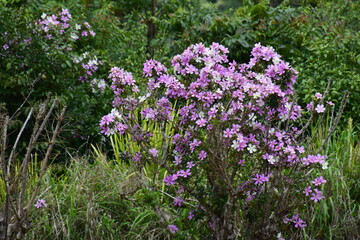 Fototapeta premium Maleny Botanical Garden, Sunshinecoast,Australia