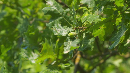 Green Foliage Of Oak Shakes With Wind. Oak Branch With Green Leaves And Brown Acorns On A Sunny Day.
