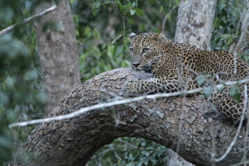 Sri Lankan Leopard in Wilpattu National Park, Sri Lanka 