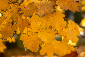 Autumn yellow trees with yellowed leaves fallen to the ground in the park in the morning and afternoon.