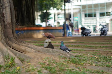 Two doves of different colors are perched near the roots of a large tree in a park in the morning