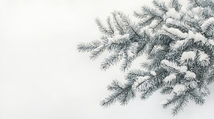 Pine-studded branches of a stately fir tree captivate against a backdrop of pure white.