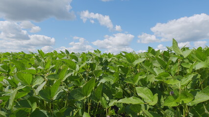 Green Cultivated Soybean Plants In Field. Soybean Field Ripening At Spring Season. General Plan...