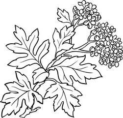 Hawthorn Branch with Flowers and Leaves Outline Illustration. Ingredient for health care and alternative medicine.