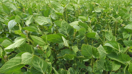 Soybean Leaves Glowing Sunset Light. Soybean Field Ripening At Spring Season. Plantation A Soybean Field Green Bean Plant.