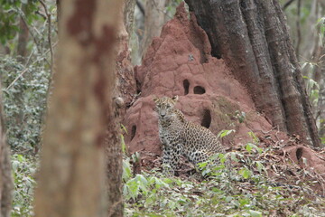 Obraz premium Sri Lankan Leopard in Wilpattu National Park, Sri Lanka 