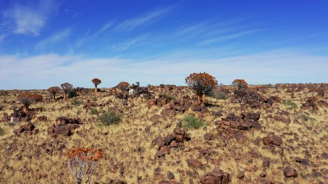 Aerial view of quiver tree forest in Keetmanshoop of Namibia