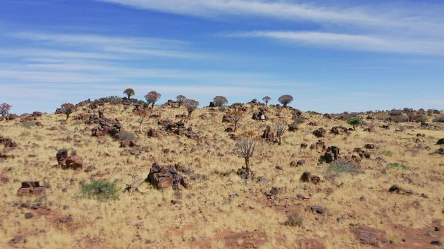 Aerial: Panoramic drone shot of quiver trees in Keetmanshoop of Namibia, Africa