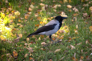 Close-up of a hooded crow in an autumn park walking on the grass.