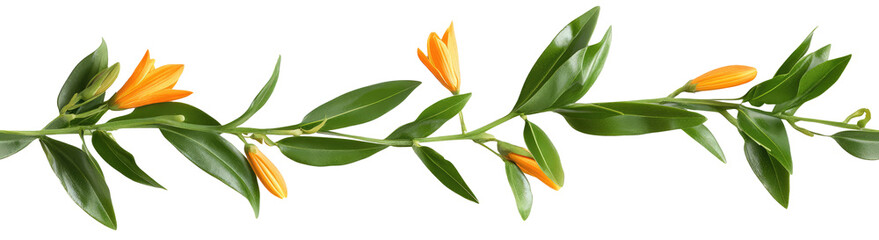 Obraz premium Flowers long seamless garland tile isolated Png, transparent without background.