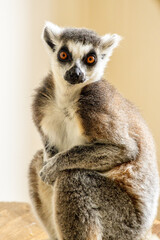 Naklejka premium One Of The Most Adorable Animals Of The Animal Kingdom, The Lemur