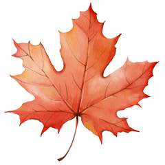 Obraz premium autumn maple leaf Hand drawn illustration on a transparent background