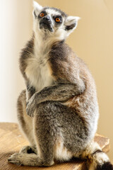 Naklejka premium One Of The Most Adorable Animals Of The Animal Kingdom, The Lemur