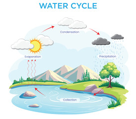 The Water Cycle Process of Evaporation, Condensation, Precipitation, and Collection