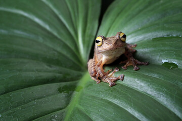 Obraz premium Rhacophorus margaritifer or Java flying frog on leaves, Javan flying frog on branch isolated on natural background, Indonesian tree frog in rainforest