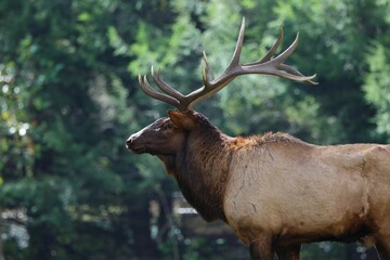 Majestic Elk in Forest