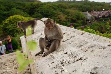 Naklejka premium The iconic Ferris wheel amidst the picturesque landscapes during sunset