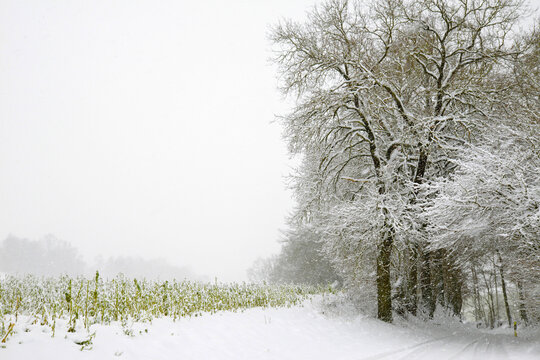 Wetter, Schneefall, Schneeschauer