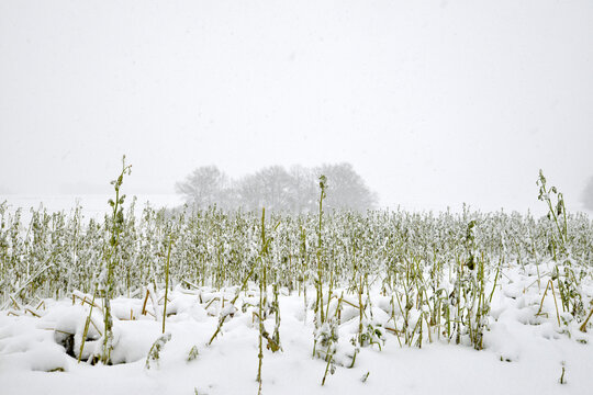 Wetter, Schneefall, Schneeschauer