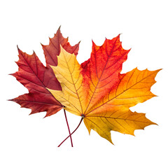 Colorful Autumn Leaves Arrangement On Transparent Background Cutout, PNG file, Cutout file