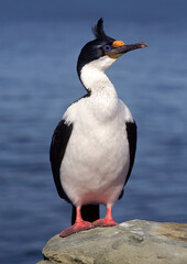 Naklejka premium Cormoran impérial,.Leucocarbo atriceps , Imperial Shag, Iles Falkland, Malouines