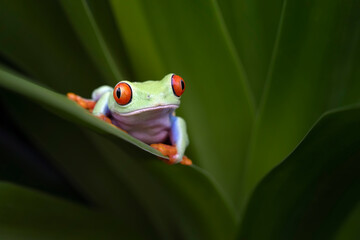 Naklejka premium Red-eyed tree frog sitting on green leaves, red-eyed tree frog (Agalychnis callidryas) closeup