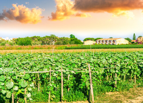 beautiful farmland landscape with green rows of plants and vegetables on a spring or summer farm field , rural natural background