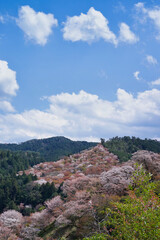 Fototapeta premium 吉野の千本桜