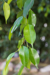 Obraz premium Close-up of green leaves of Ficus benjamina.