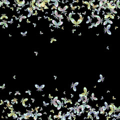 butterflies and flowers