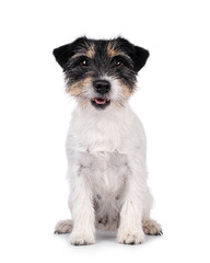 Cute senior Jack Russel dog, sitting up facing front. Looking straight to camera. Moutj open. Isolated on a white background.