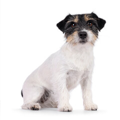 Cute senior Jack Russel dog, sitting side ways. Looking straight to camera. Isolated on a white background.