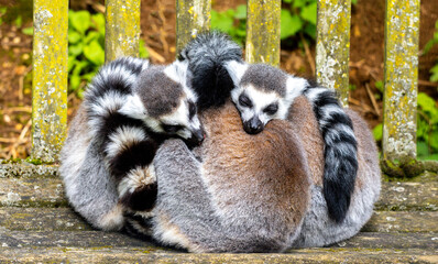 One Of The Most Adorable Animals Of The Animal Kingdom, The Lemur © ANDREW NORRIS