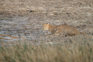 Sri Lankan Leopards in Wilpattu National Park, Sri Lanka 