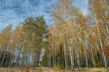 Obraz premium october landscape autumn forest. Poland Europe, Knyszyn Primeval Forest, birch trees