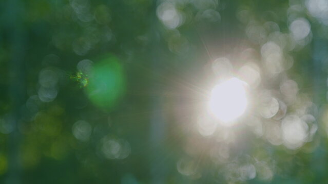 Tree Tall With Top Sky Summer. Bright Sunbeams Shine Through Tree. Summer Forest Trees. Sunbeams Shining Through Lush Green Leaves On Branches In Tree Canopies. Bokeh.