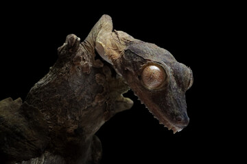 Leaf-tailed gecko (Uroplatus henkeli) closeup on tree with black background, Leaf-tailed gecko...
