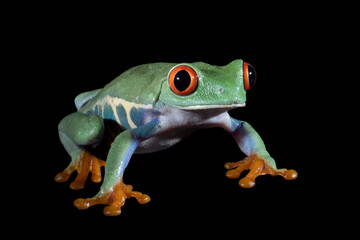 Red-eyed tree frog on black background, red-eyed tree frog (Agalychnis callidryas) closeup