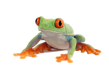 Red-eyed tree frog on white background, red-eyed tree frog (Agalychnis callidryas) closeup