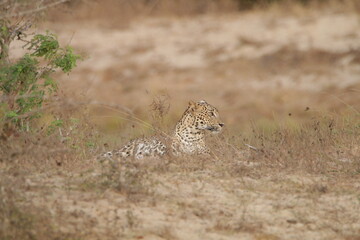 Sri Lankan Leopards in Wilpattu National Park, Sri Lanka 