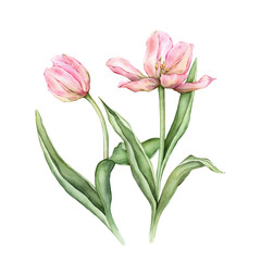 Fototapeta premium Pastel pink light yellow bud bouquet Tulips watercolor illustration isolated on background. Hand drawn delicate garden spring perennial bulbous flower for spring wedding design or card.