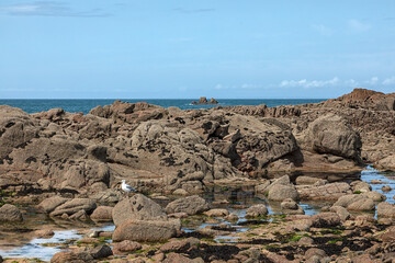 Environmental wildlife image of rock pools and Herring Gull (Larus argentatus) on rocky shore