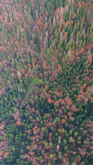 Forest landscapes in the mountains in the middle of autumn with a great variation of colors, green, yellow, red, orange, covered by clouds and with rivers