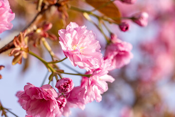 Obraz premium Blooming pink cherry blossom flowers on branch in spring