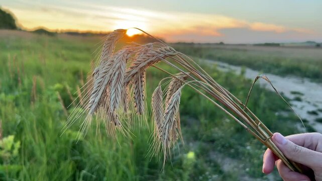 A hand holding yellow rye spikelets at sunset mature ears close-up on the sunset background