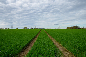 Spring field in the suburbs of Germany