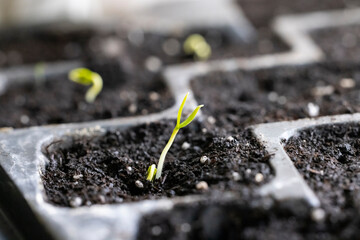 Small sprout growing in fertile soil inside plastic propagation tray