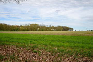 Spring field in the suburbs of Germany