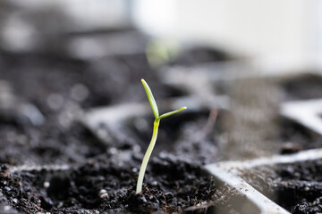 Small sprout growing in fertile soil inside a greenhouse